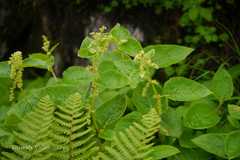 Aconogonon rumicifolium